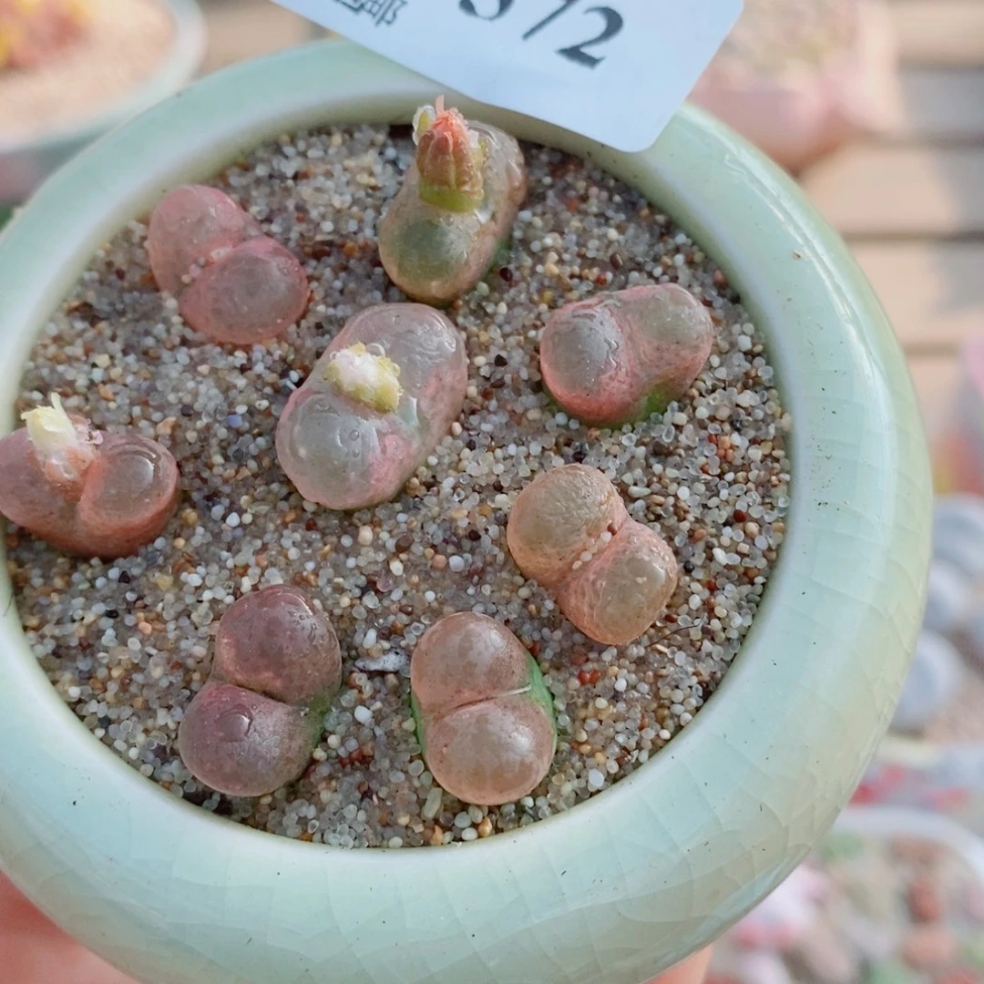 生石花花花花花花花572