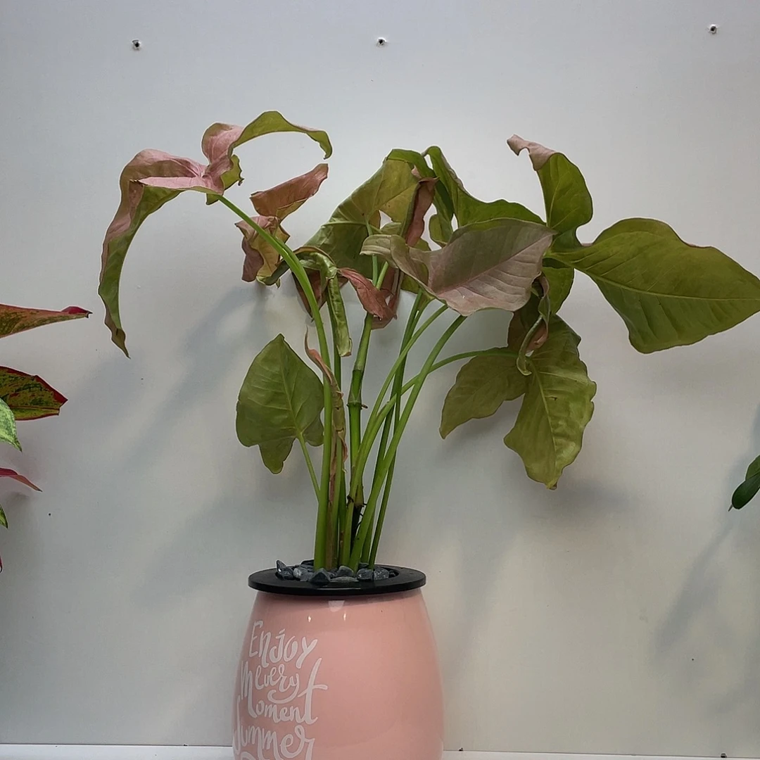 无花朵水培植物栽培技术