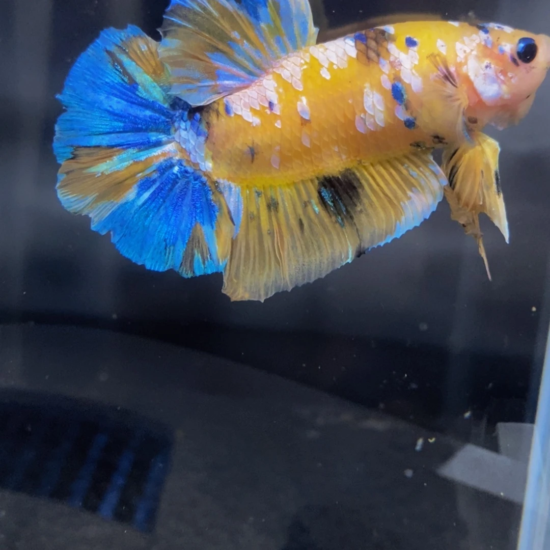 斗鱼394巨斗111111