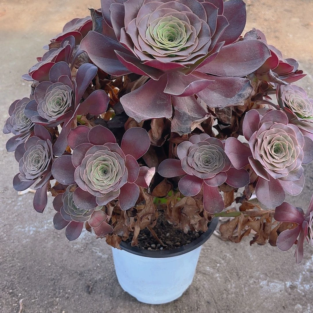 魅金多肉植物大颗