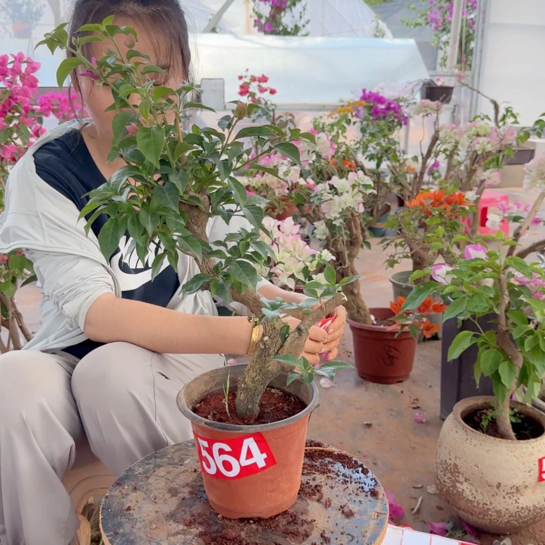 大部分花苞少量开放