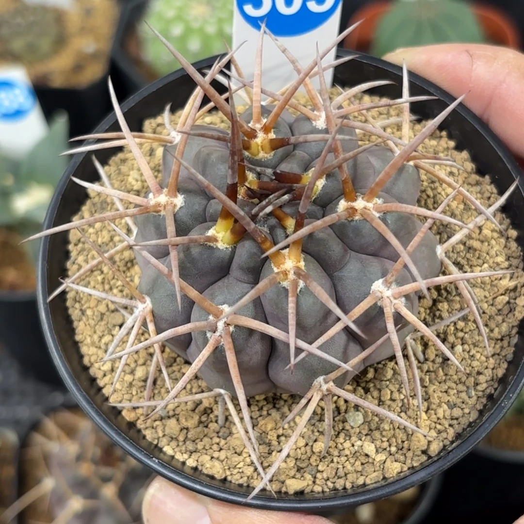 305实生，守金摩天龙带盆带土