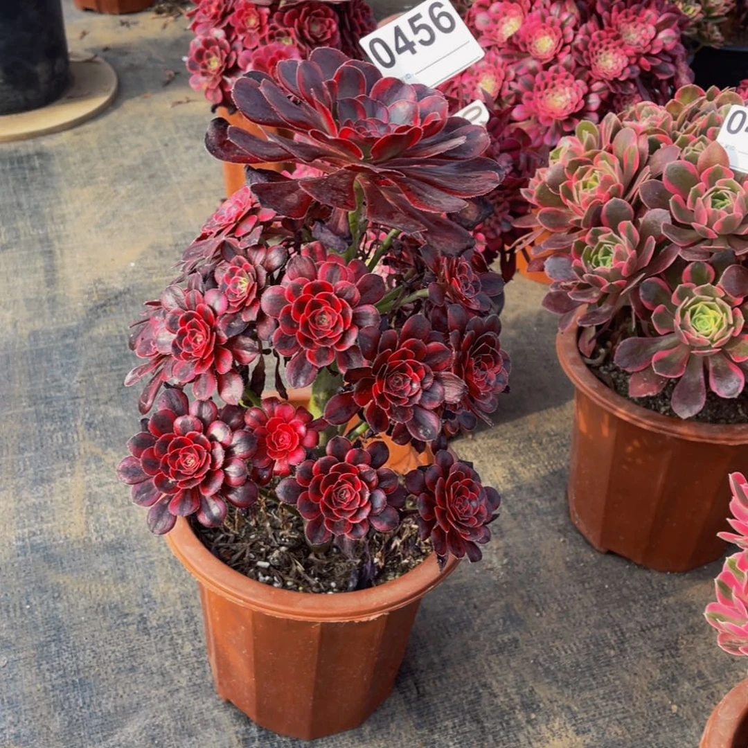 香带儿0456脱土发货