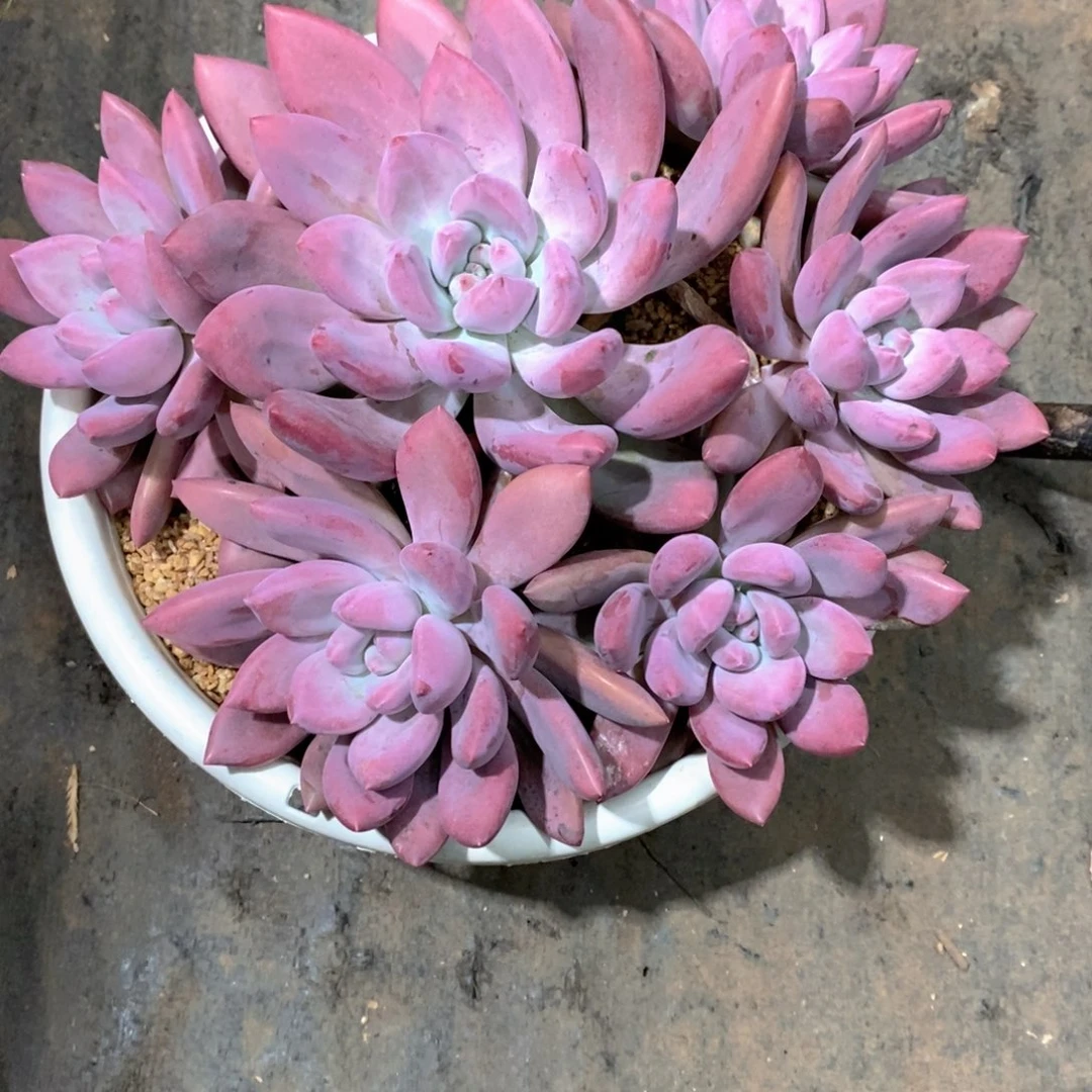 木***贝杂交多肉植物老桩大群