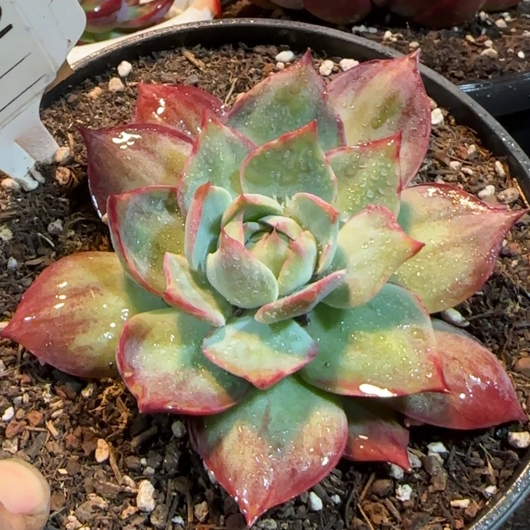 712外翻拉丝惊鸿一物一拍包装收缩花旱