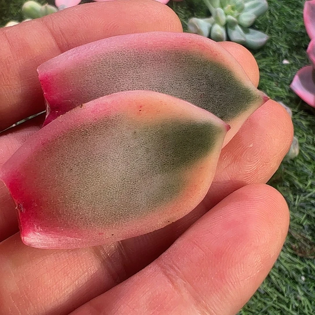小***儿多肉植物多肉植物