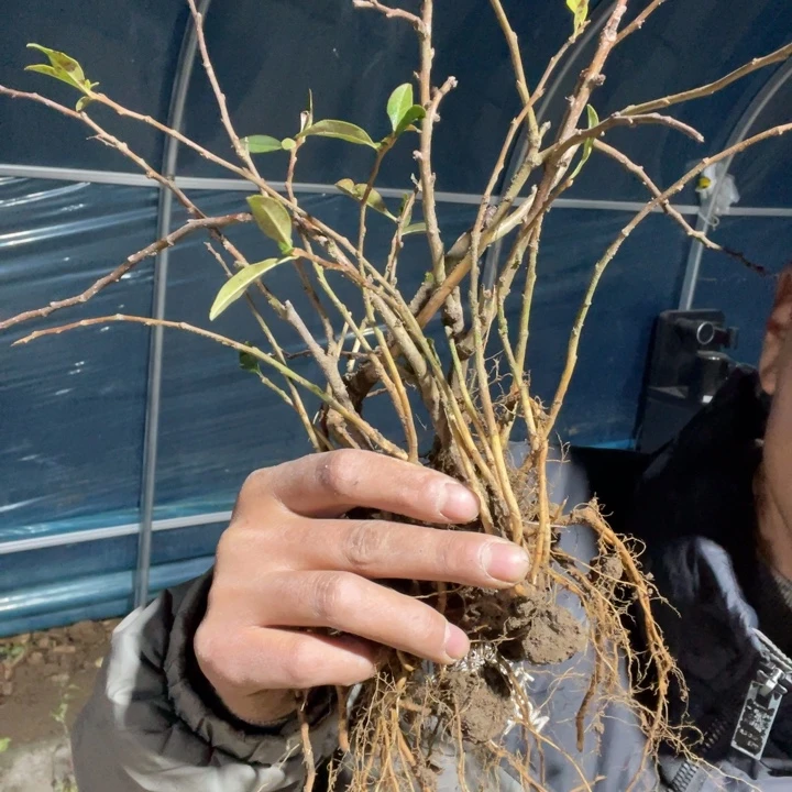 无花朵富士之岭海棠