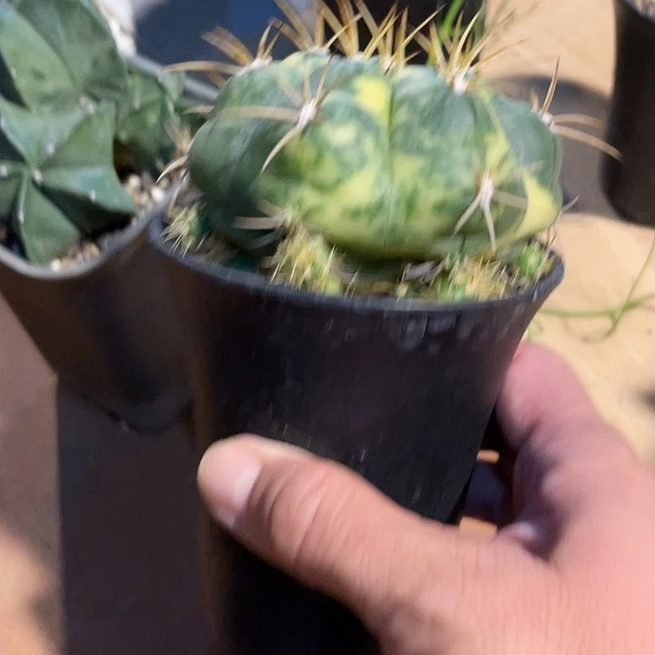 无花朵实生良宽锦仙人球带小崽