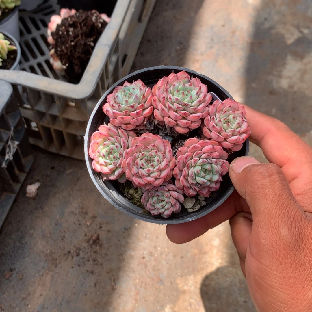 清乾隆皇帝赐匾及对联匾