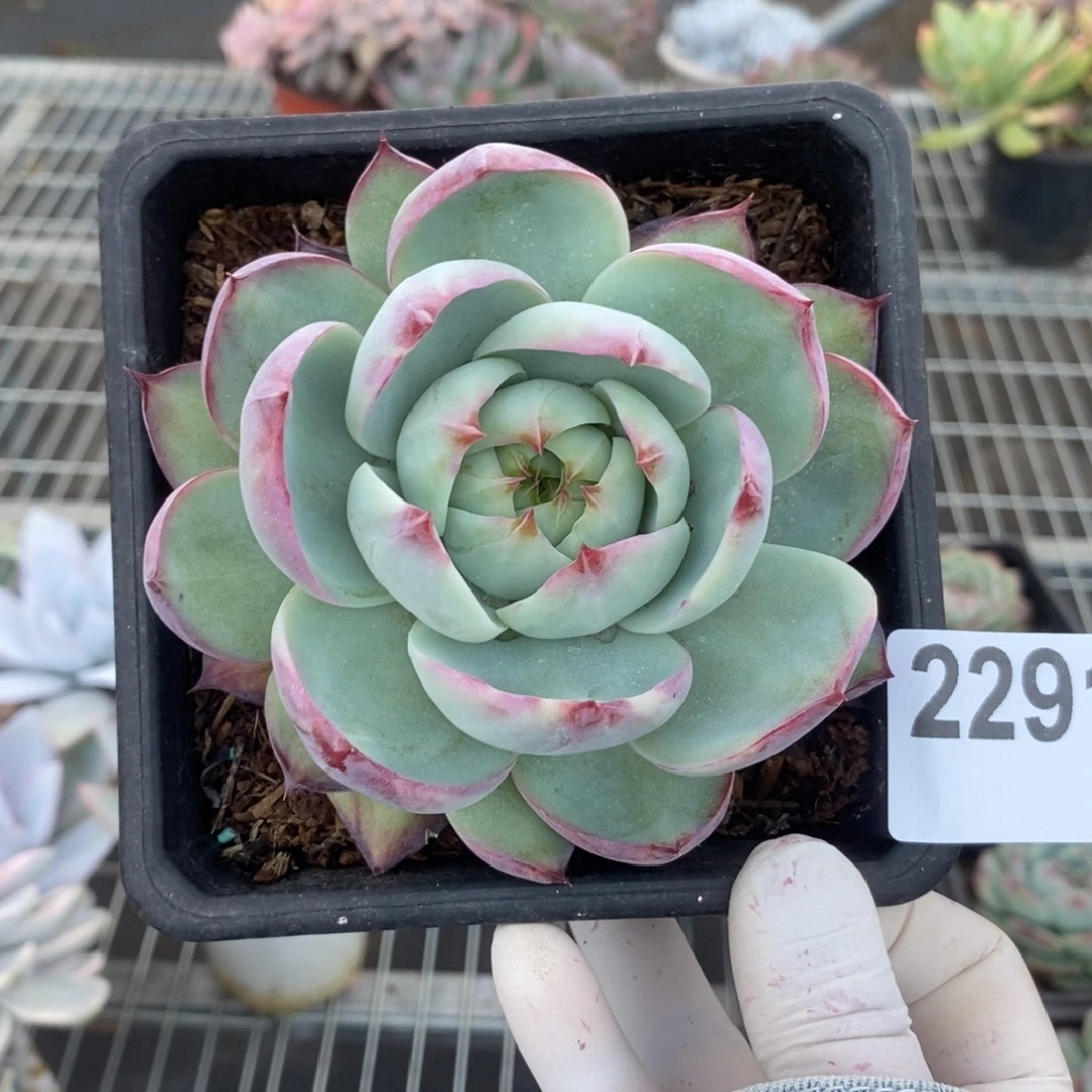 2291惊鸿娃娃一物一拍