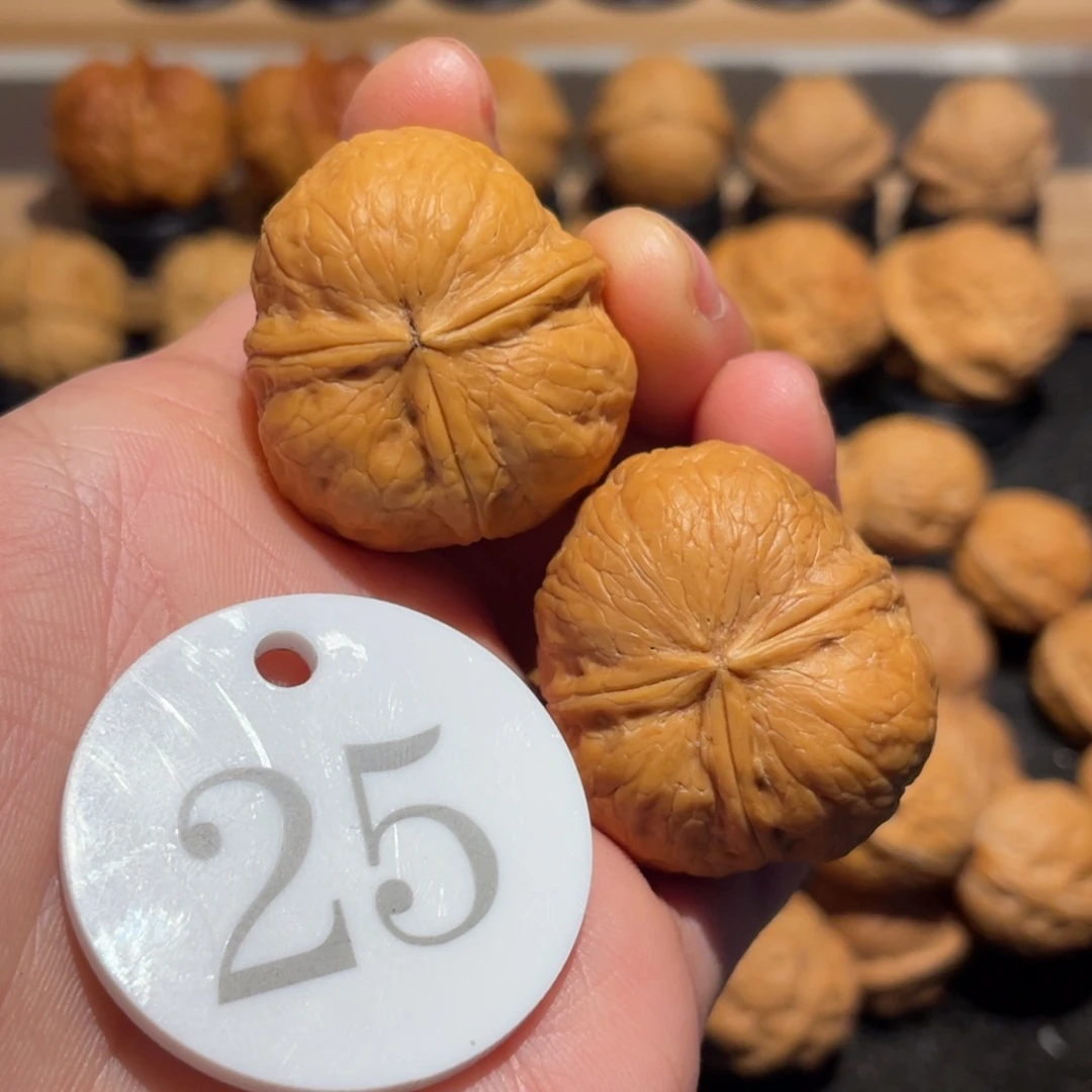 南瓜三棱萌萌包核桃33