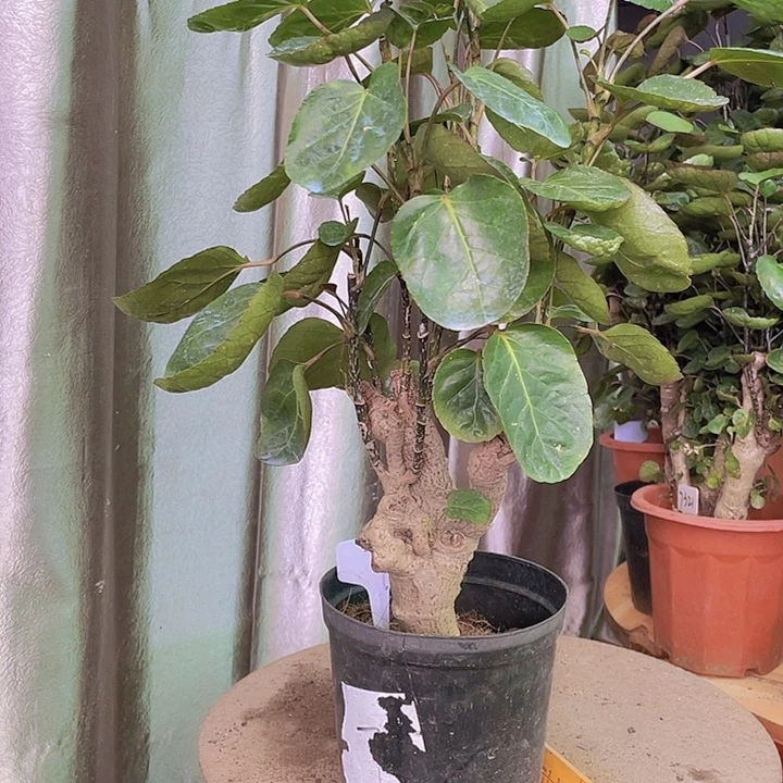 完全开放11111111111