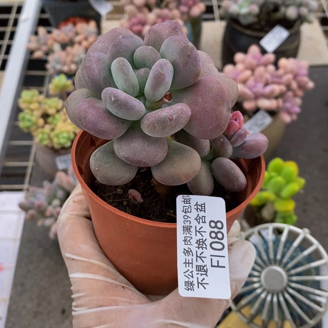 月美人088/6cm多肉