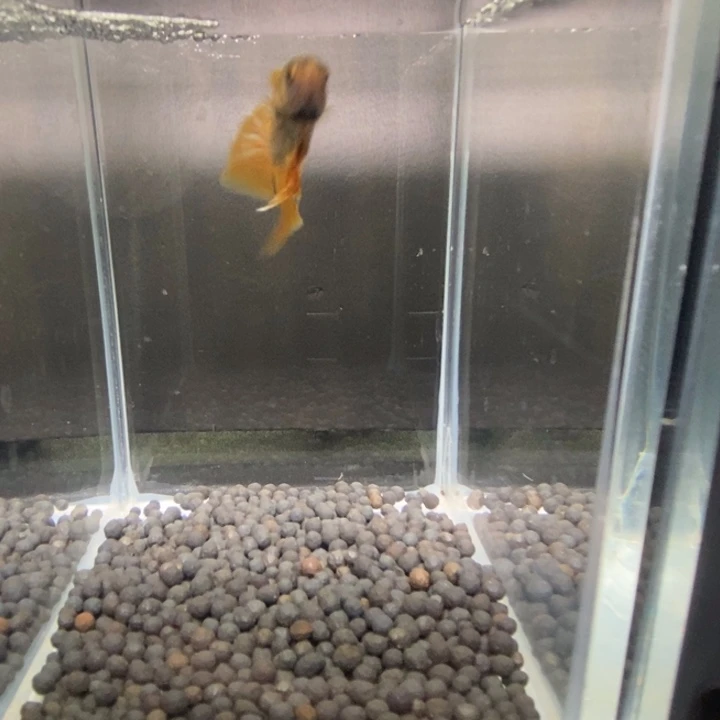 斗鱼泰国斗鱼直播584号