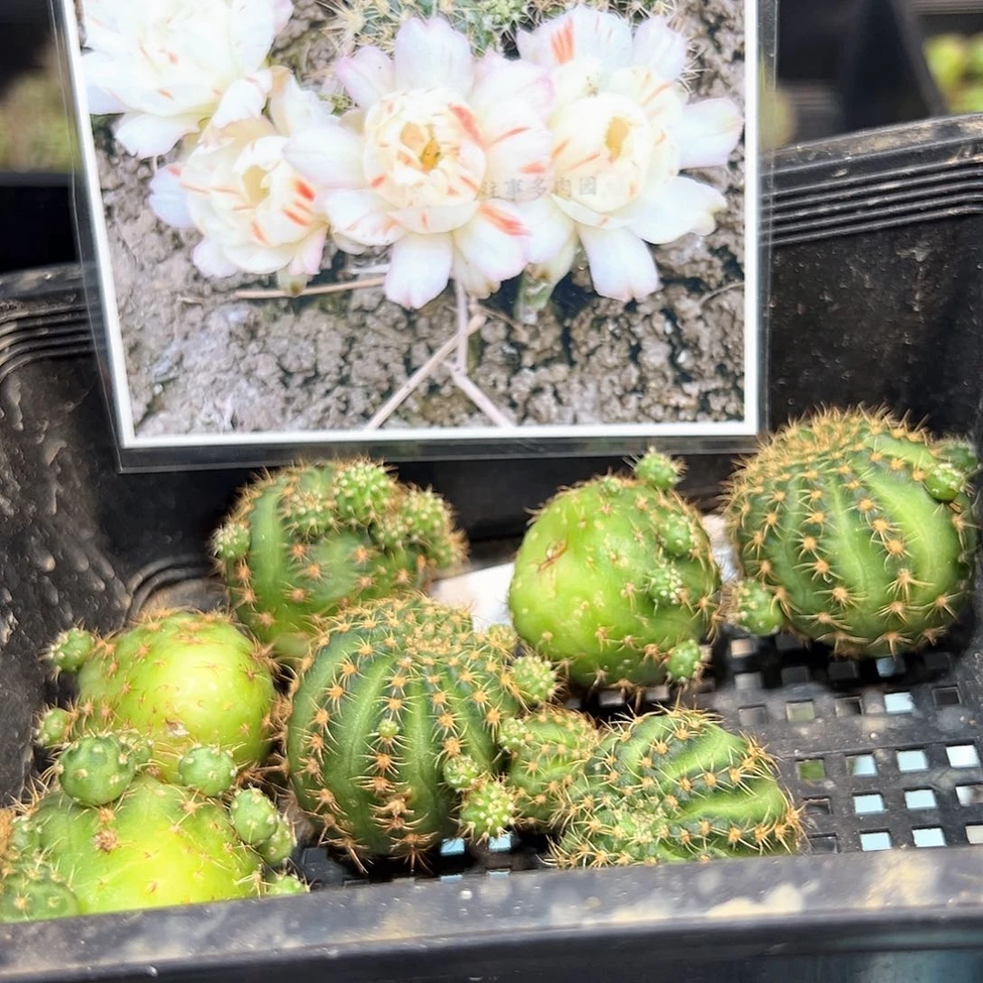 圆瓣白拉丝丽花属仙人球侧芽一颗