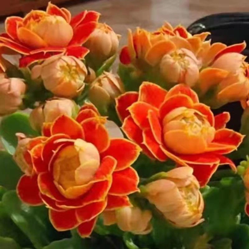 重瓣金狐狸长寿花盆栽室内绿植四季开花好养观花植物