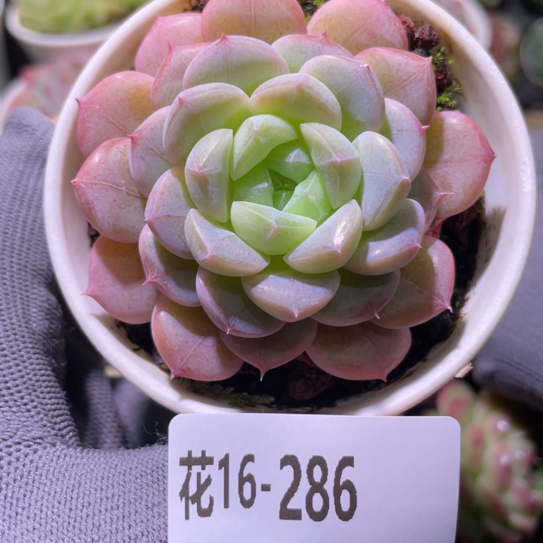 花利美16-268白桃汽水