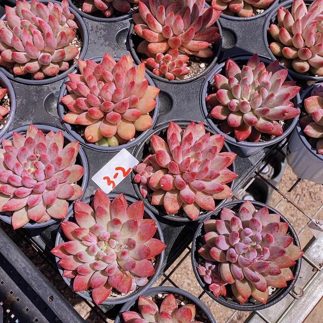 3-2- 虞美人单头起福利一颗 量拍