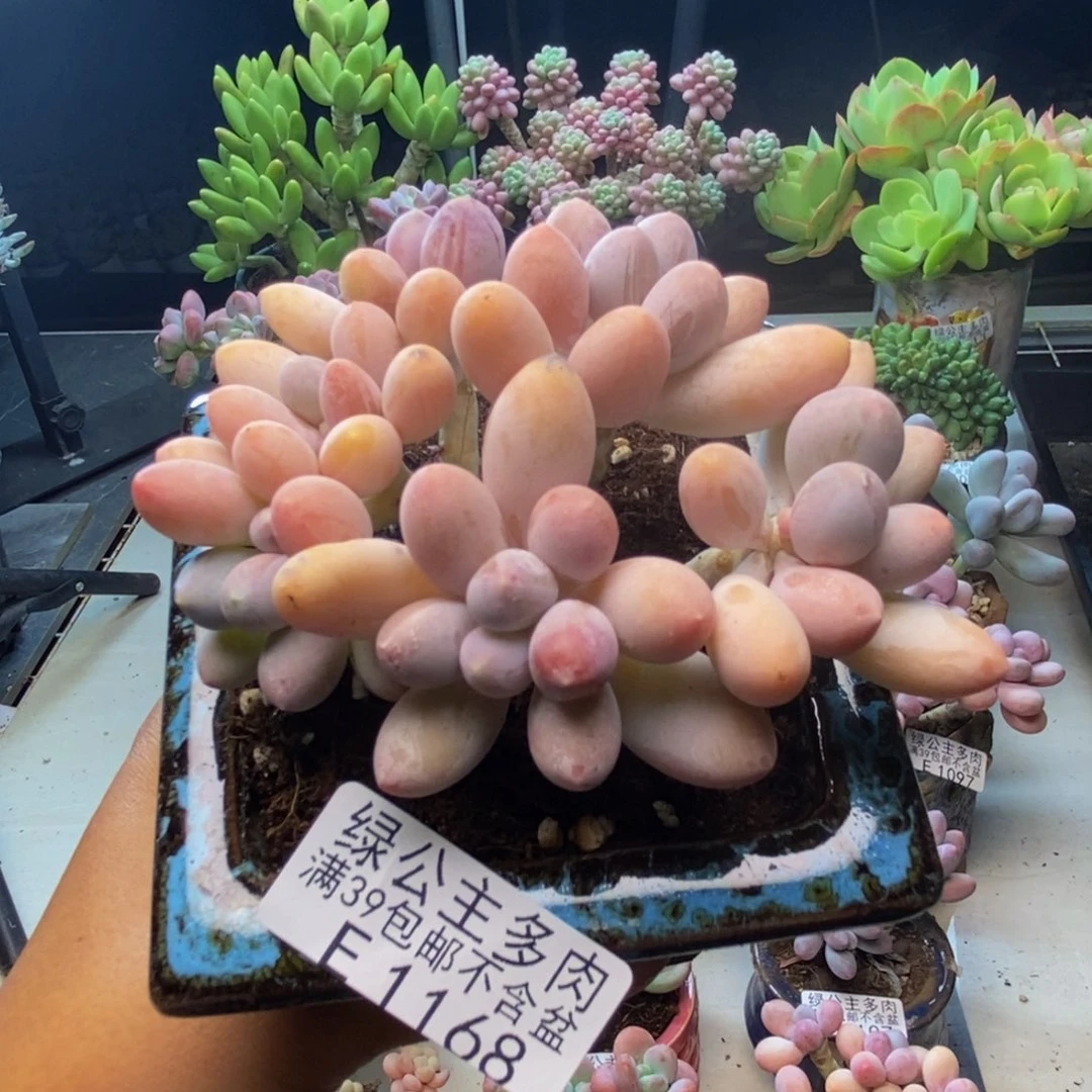 168香水手指奶多肉8c m