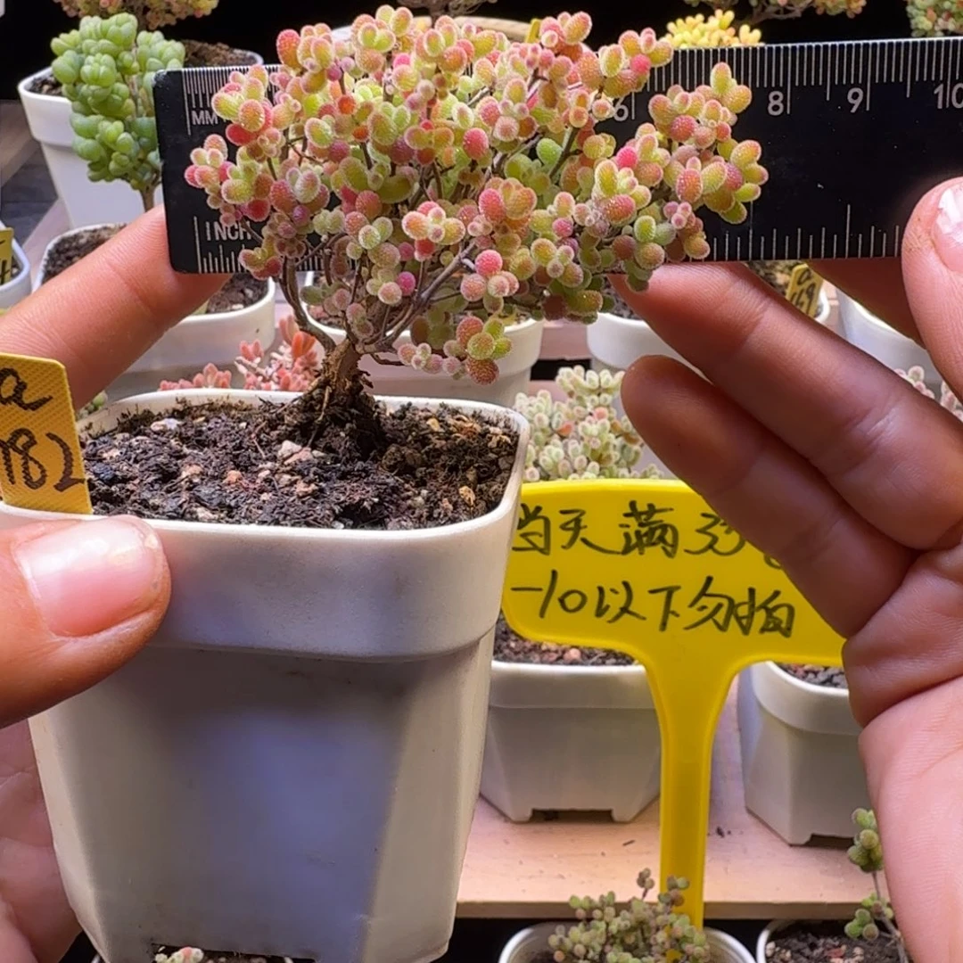 a182号橘子糖冠服7厘米左右