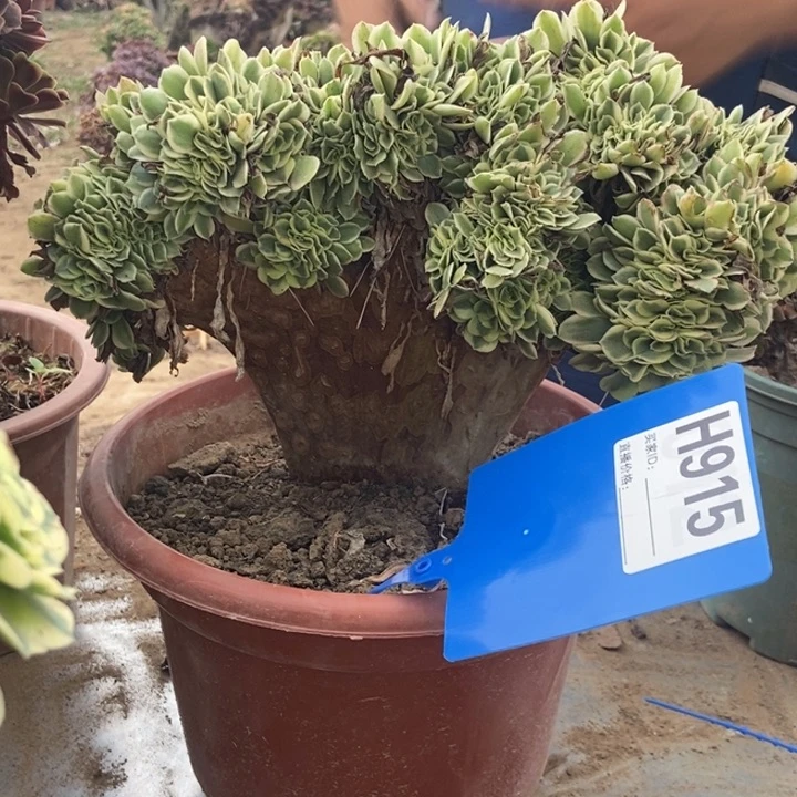 吴***毛915卖巴赫老桩了吗桩