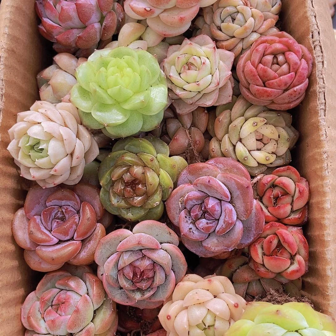 000000000001量拍保底20颗