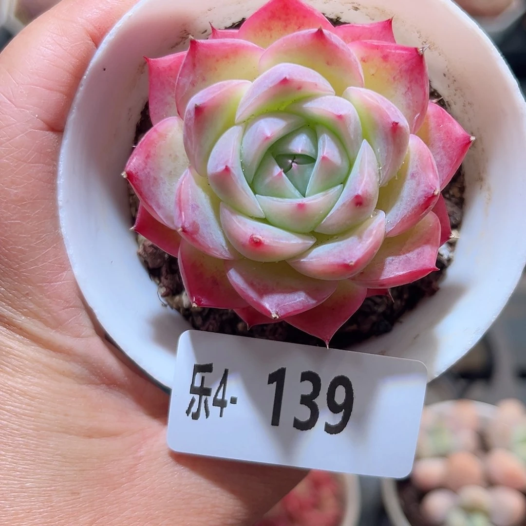 乐4-139粉水晶单头