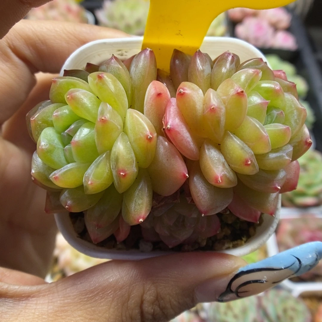 绿芙蓉珍妮群生461号