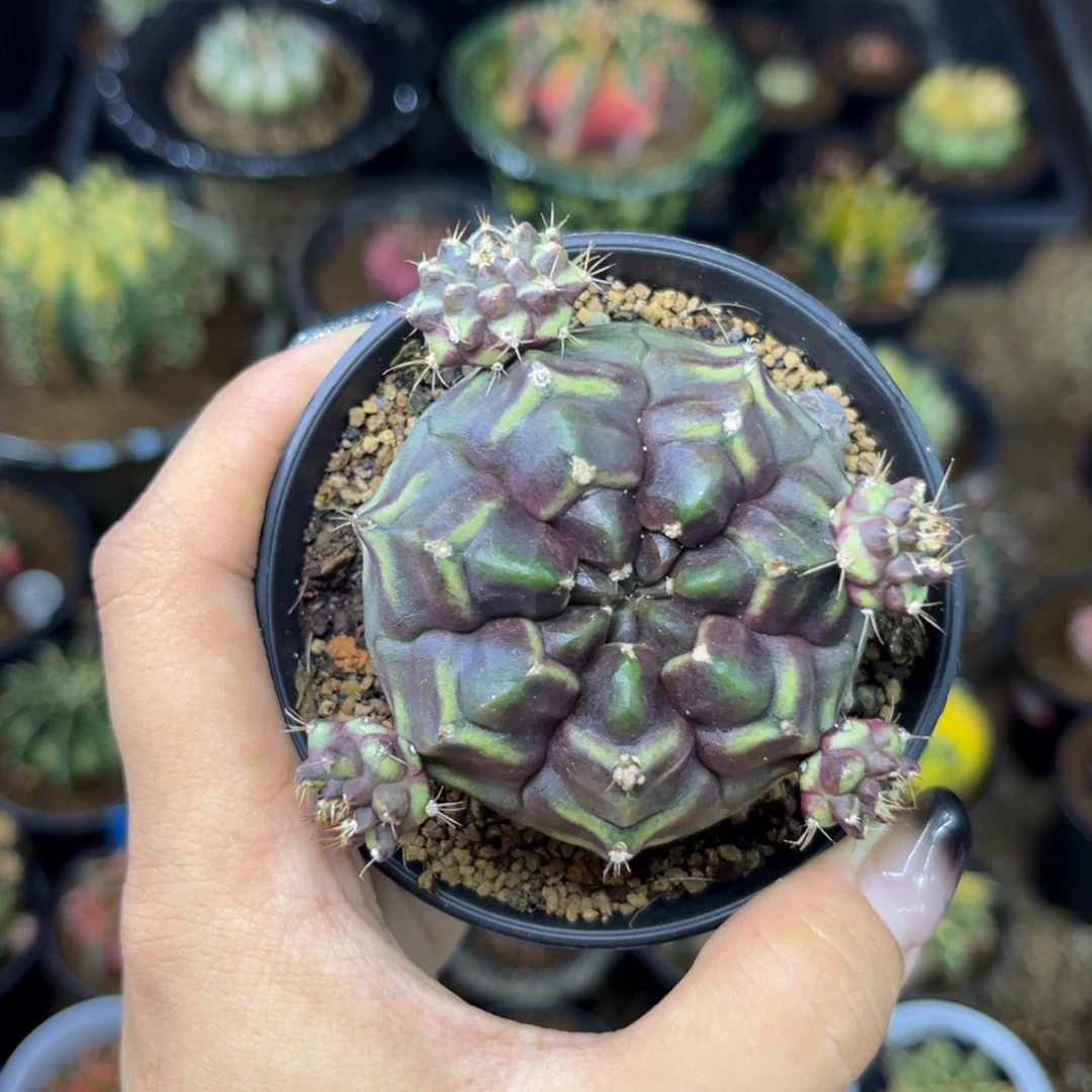 黑梦想 特价捡漏