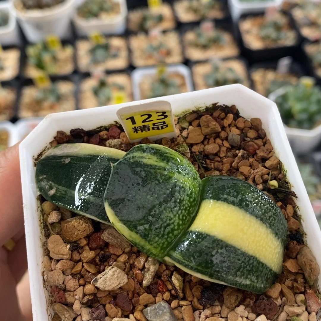 不开花植物123珍珠蜗牛