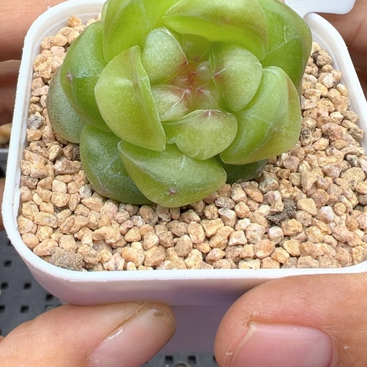 733号甜茶双头晗雨多肉植物