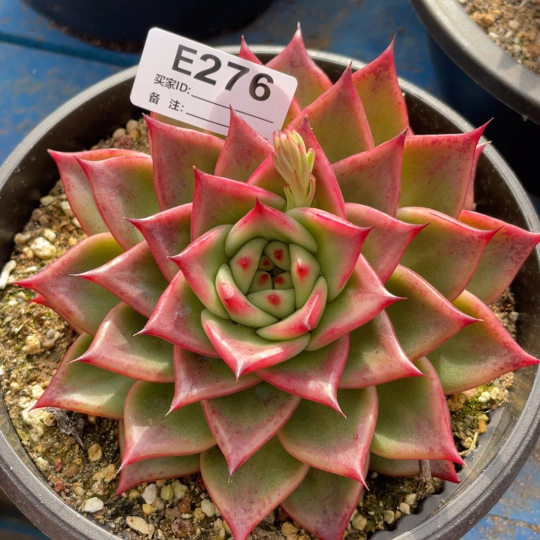 无花朵若如东云单拍E276