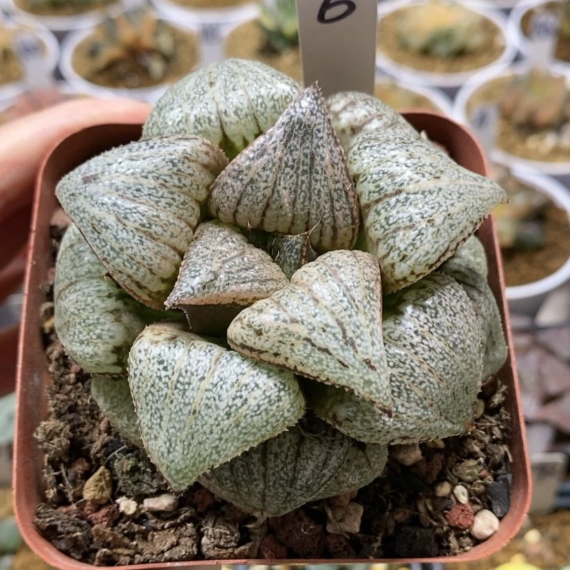 【闪购商品】6翡翠白银