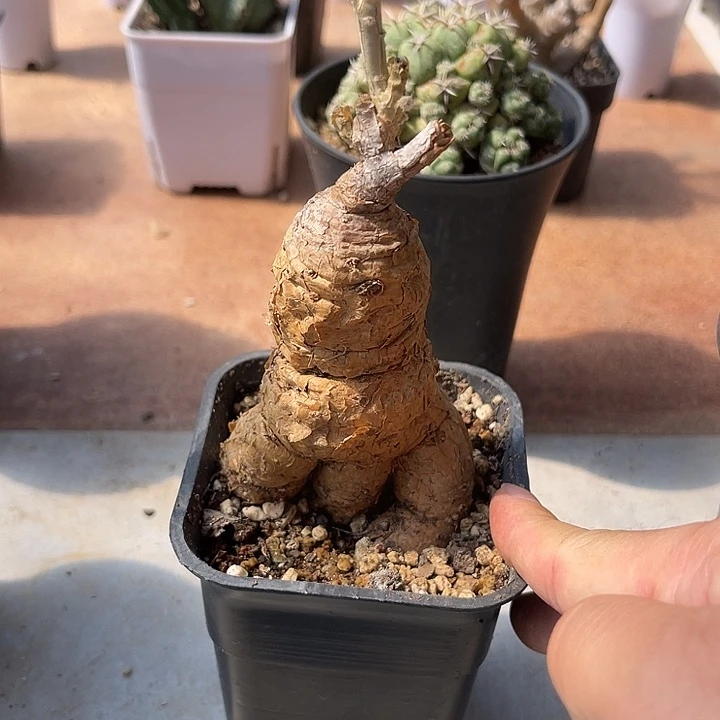 无花朵实生格尔格块根