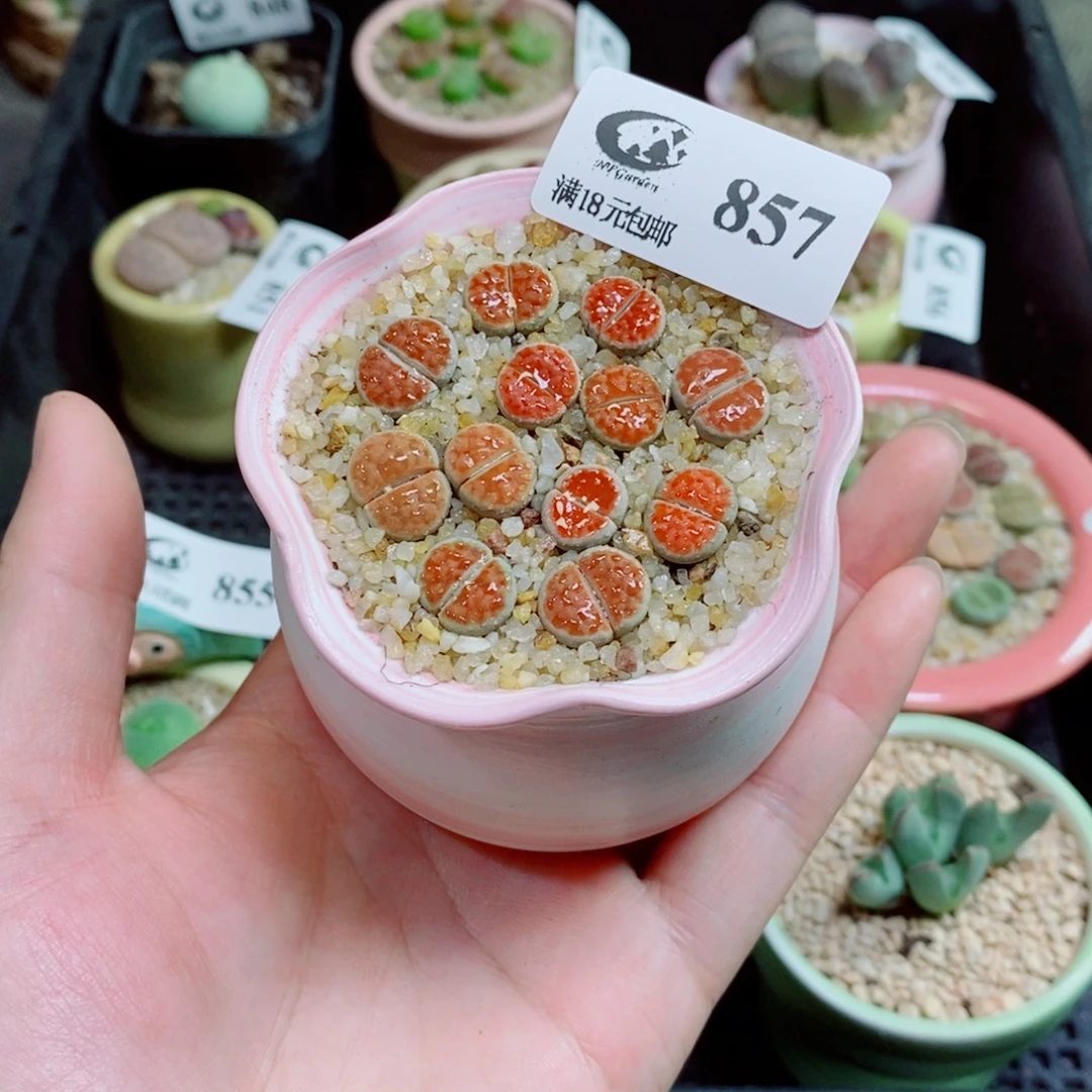 生石花花花花花857