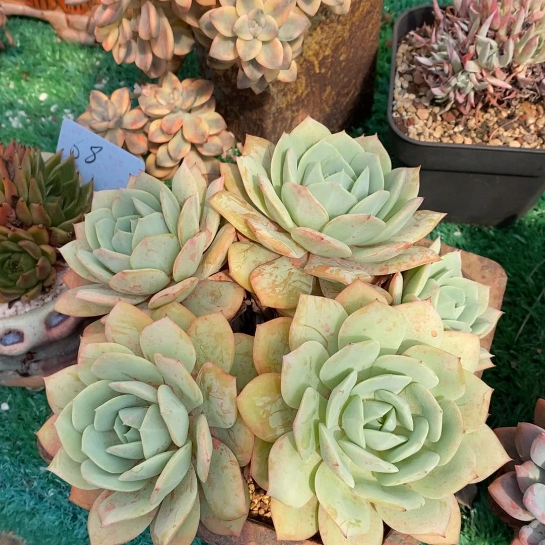 恋曲多肉植物盆栽