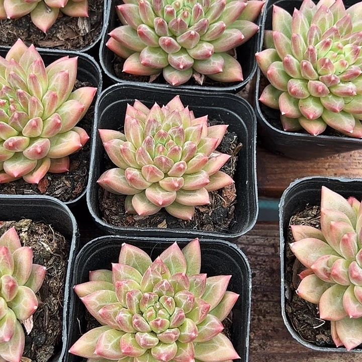 单头     甲骨文