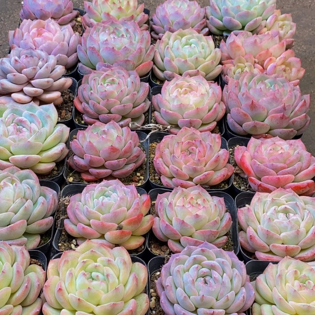 师****~805多肉植物保护研究所所长助理研究员