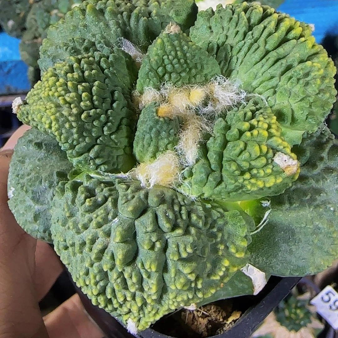 大尤满尤怒锦678月