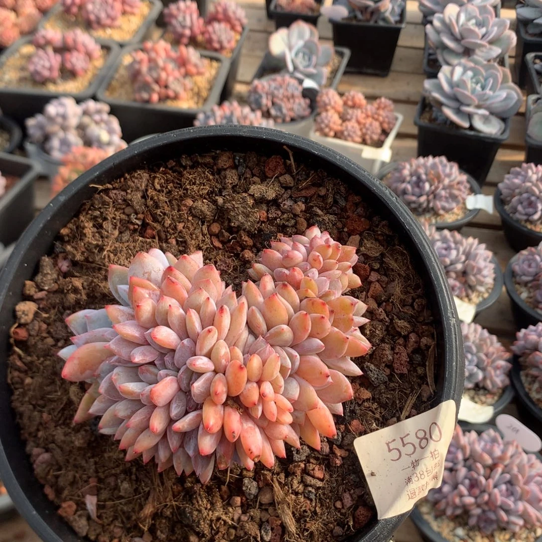 10厘米雪天使 5580