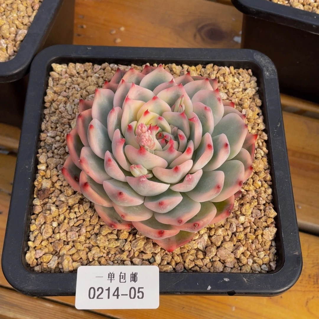 0214-05-吉娃娃锦。。。。。。多肉