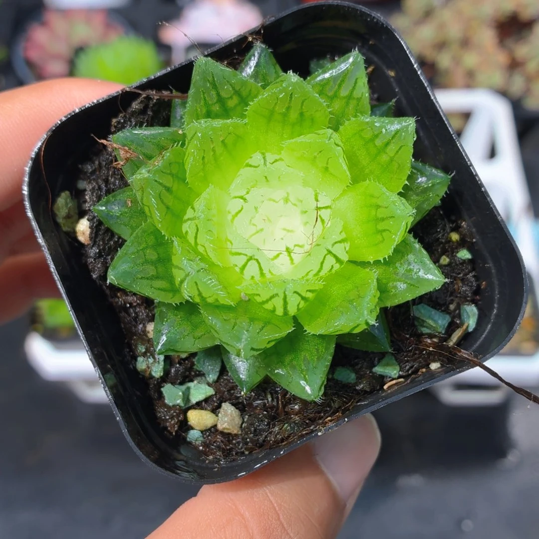 宝莲灯玉露多肉9.9包邮发货