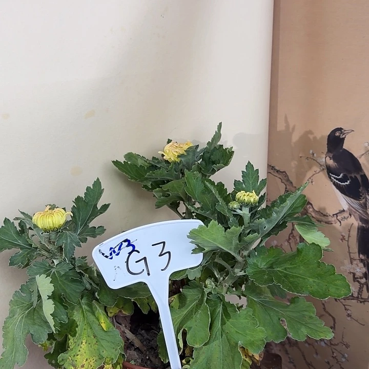 完全开放G33333333333