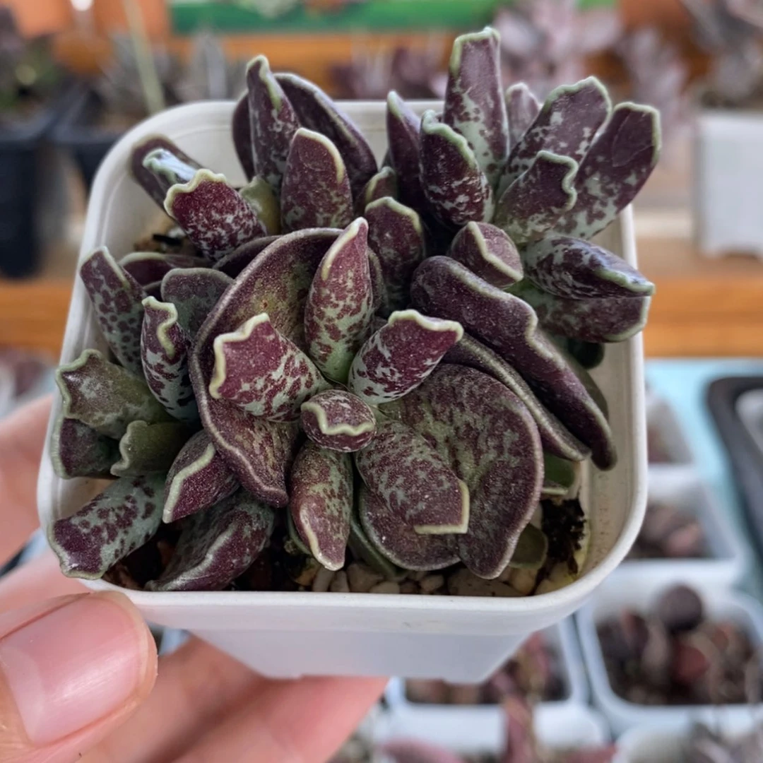 【闪购商品】无花朵紫库博