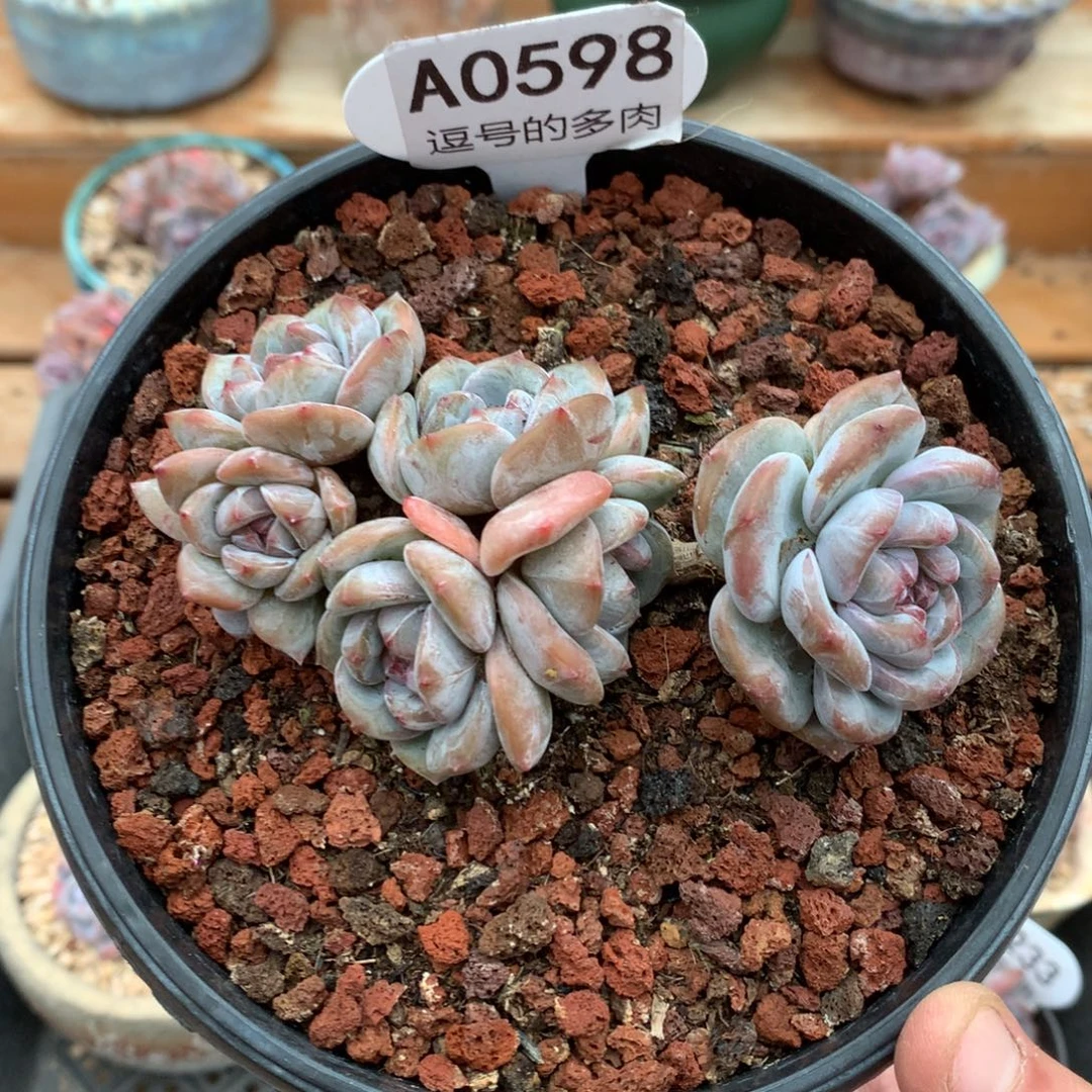 ℳ***吖A0598 星影清仓 有砍 9cm