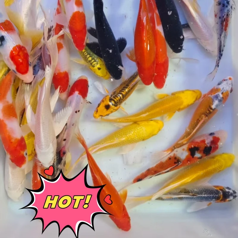 15-18公分锦鲤草金混搭观赏鱼包邮2