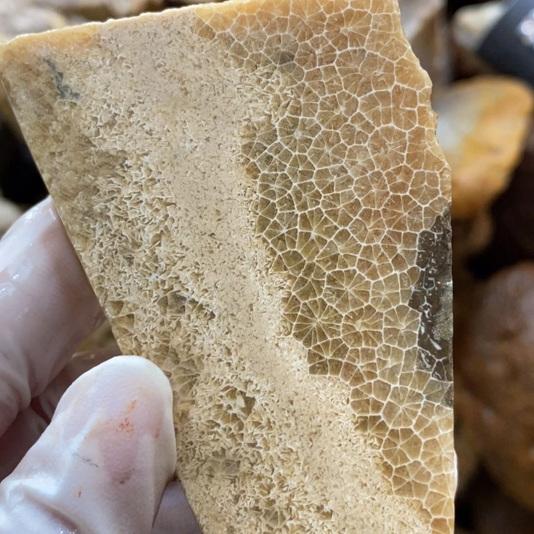 【闪购商品】硅化玉珊瑚玉未镶嵌