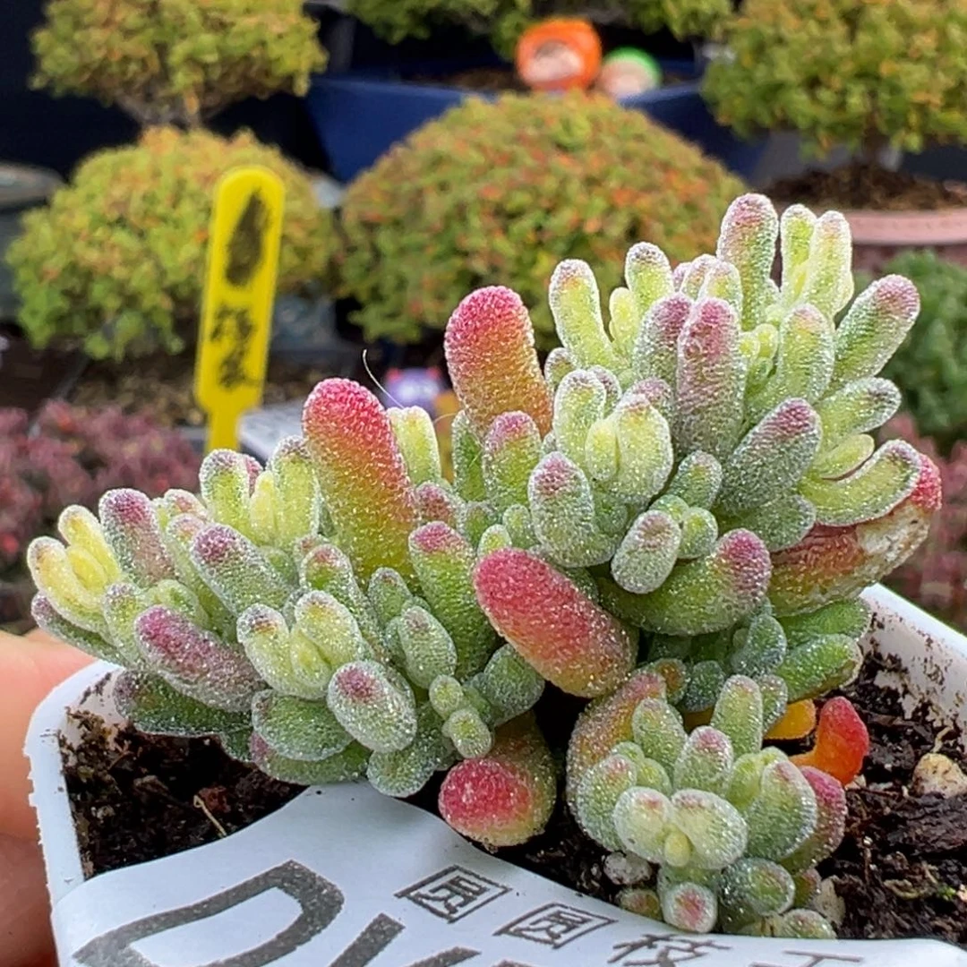 dy5811小精控冰晶锦冠幅4.5cm