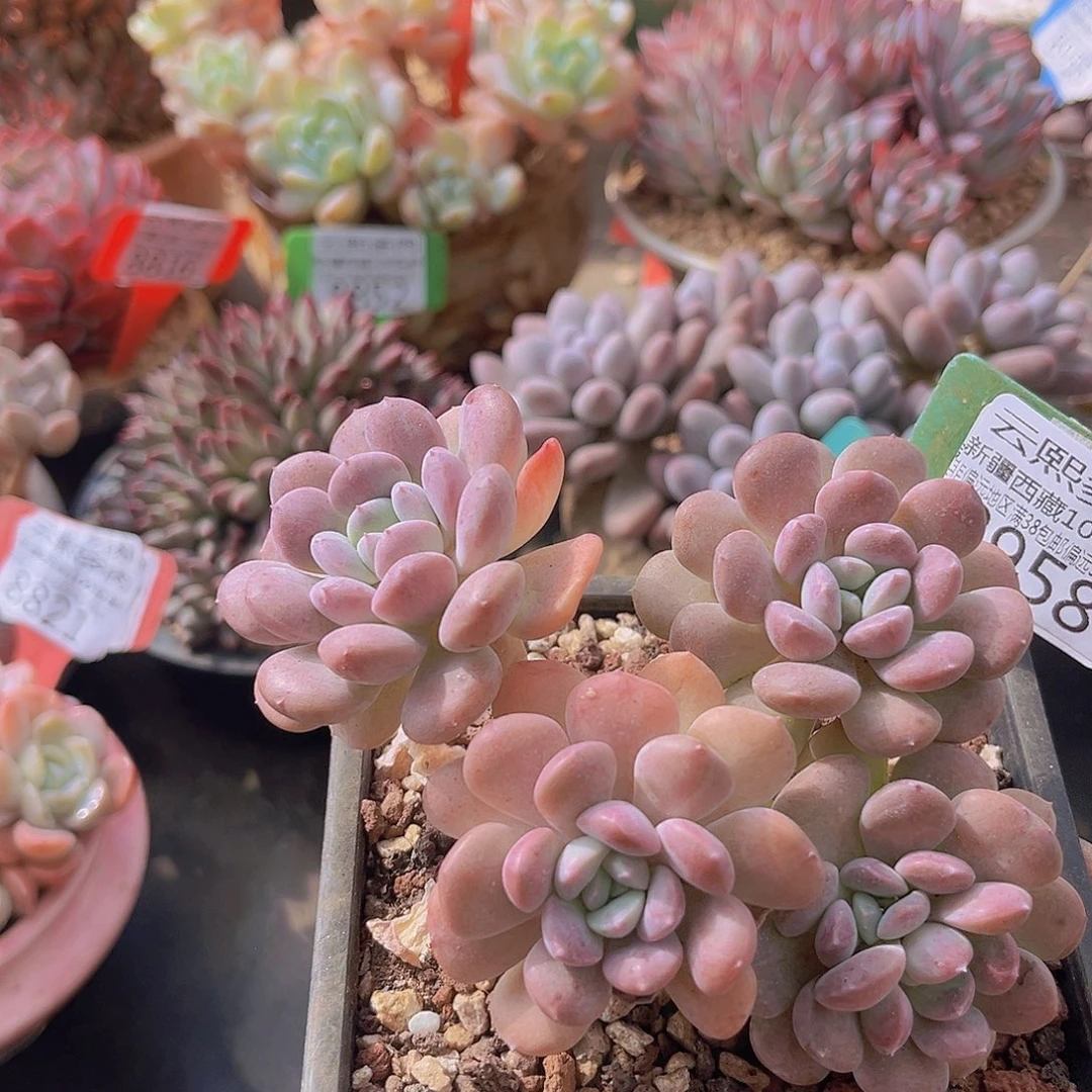 8958美人珠多肉植物