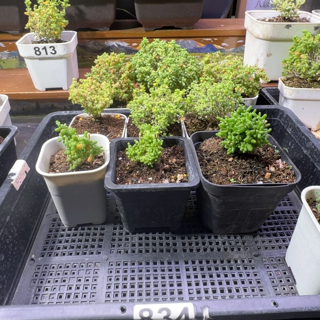 枝干番杏多肉植物834安